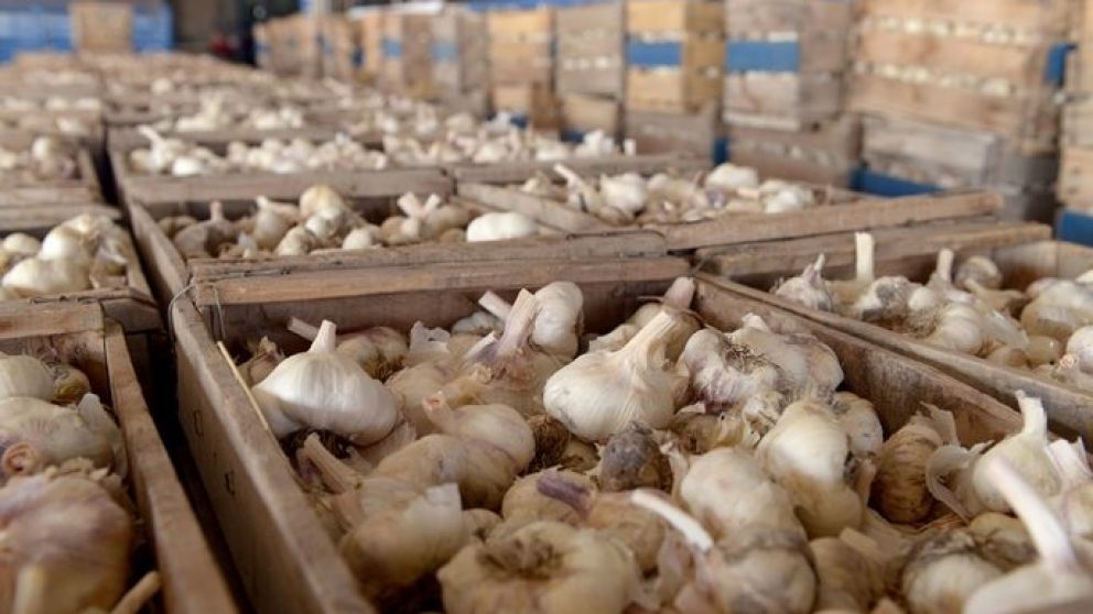 Ins�lito: ingresan a fincas de Maip�, cosechan, limpian y se roban el ajo listo para venderlo