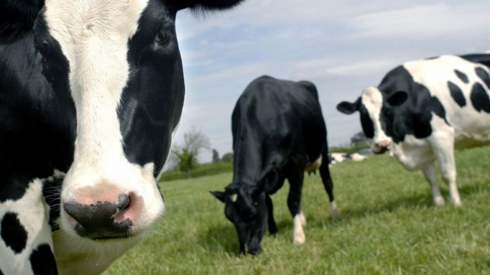 Productores ganaderos mendocinos piden “ley de carnes en origen” para establecer precios a nivel local