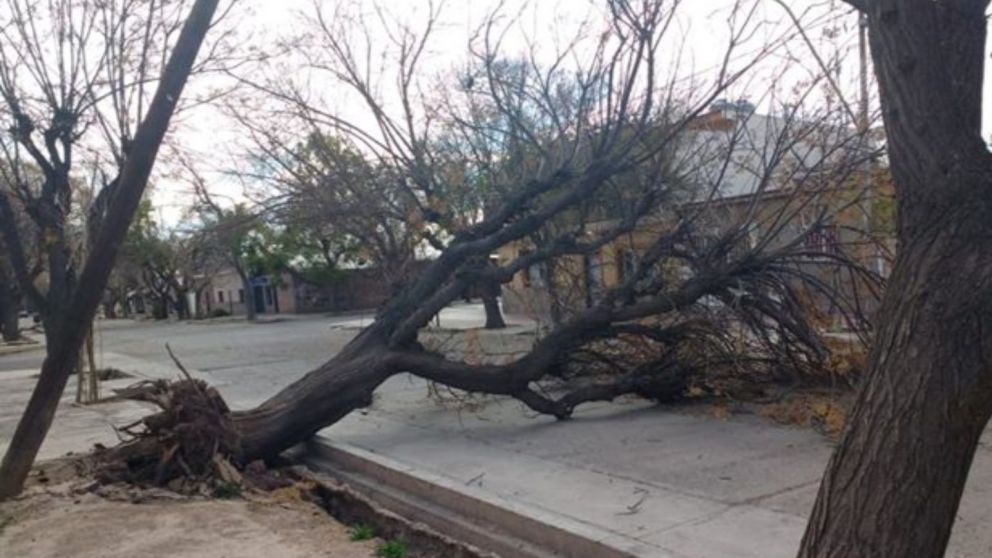 Una intensa tormenta causó caída de árboles y cortes del servicio eléctrico en Mendoza