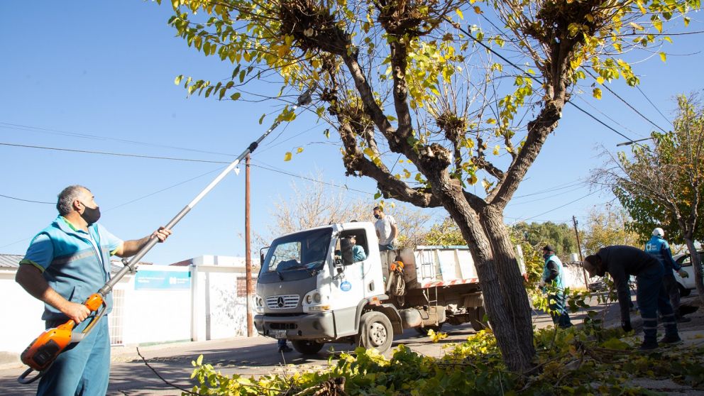 Denuncian que desde el Gobierno de Mendoza no se prioriza el cuidado del arbolado p�blico