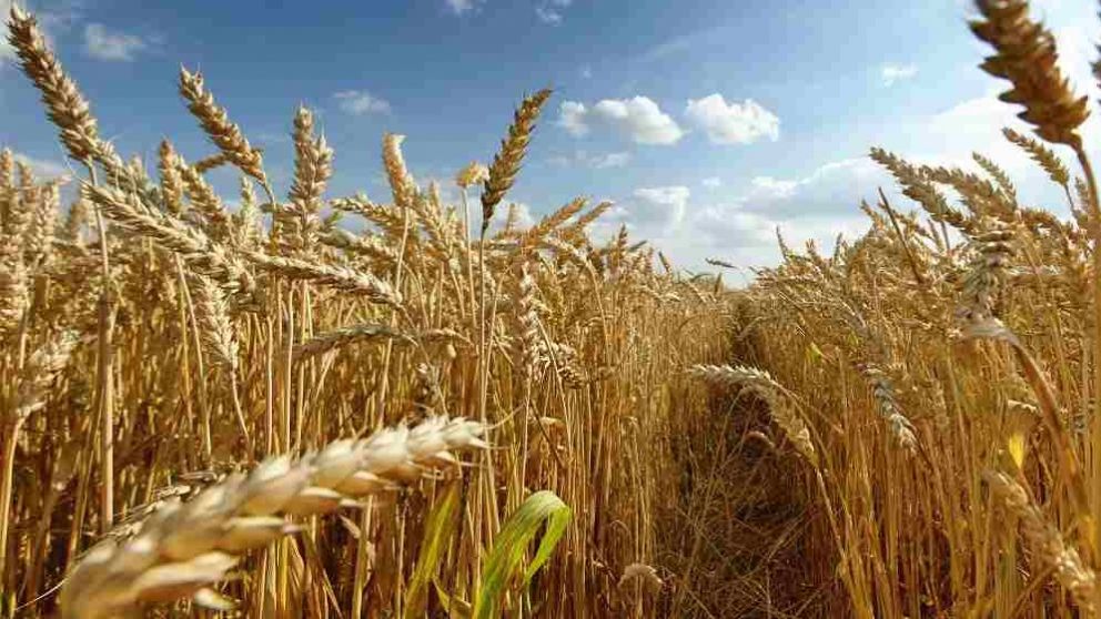 Desregulaci�n oficial del mercado de semillas busca agilizar los embarques y elevar las ventas externas