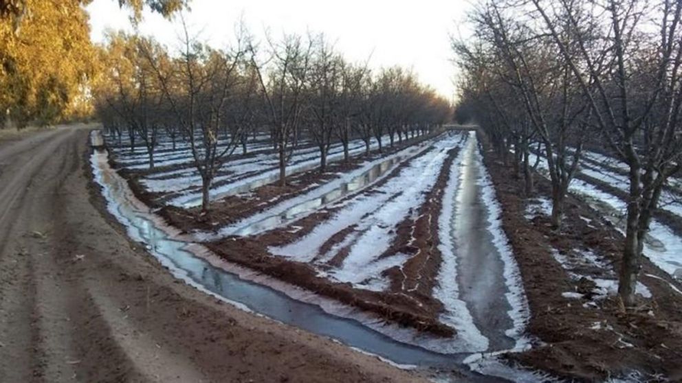Contingencias Clim�ticas recibir� denuncias de da�os por heladas tempranas en Mendoza