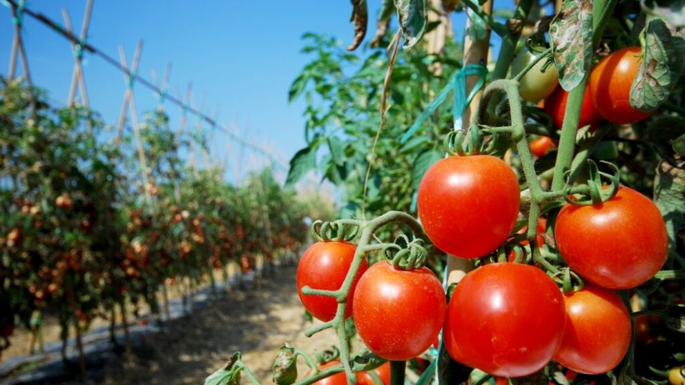 Se estima que se lleva cosechado el 70% del tomate para industria tras las dificultades clim�ticas en Mendoza