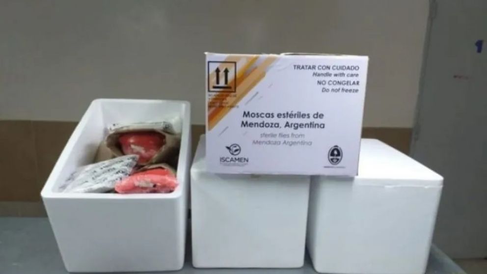 Emanuel Fugazzotto pide transparencia en el combate contra la Mosca del Mediterr�neo en Mendoza