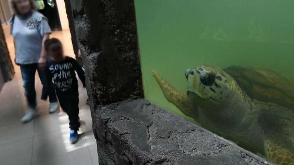 Expertos coinciden en trasladar a Mar del Plata al tortugo Jorge, que está en cautiverio en Mendoza