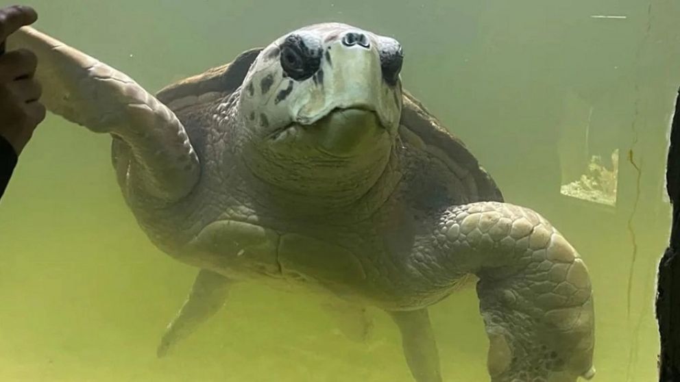 Las andanzas en mar abierto del tortugo Jorge: zafó de la basura del estuario y hoy lo acechan los pesqueros