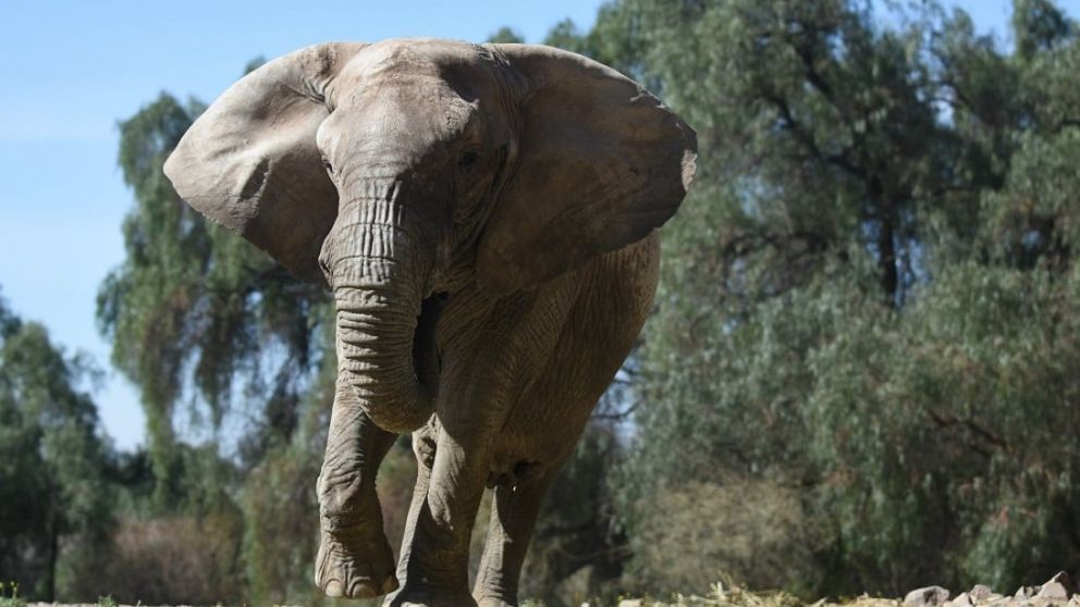 Denuncian que en su traslado la elefanta mendocina Kenya intentó resistirse y terminó lastimada
