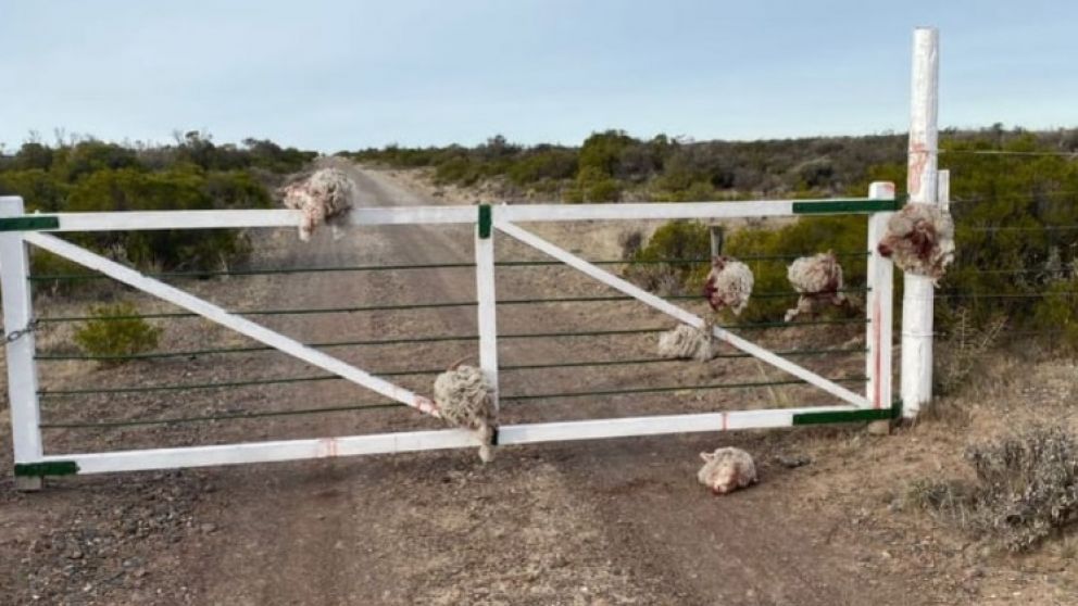 Robaron ovejas y dejaron las cabezas en una tranquera