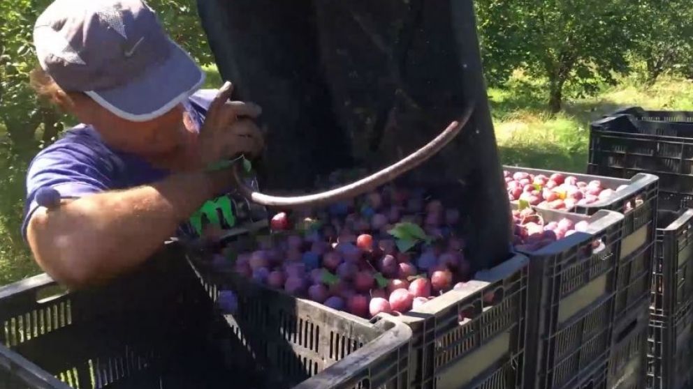 Mendoza ya exportó a Brasil más de 200 toneladas de ciruela en fresco sin bromurar