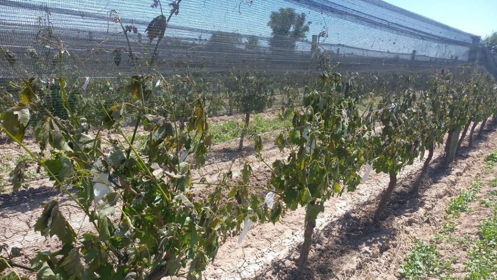 “Los productores de la zona Este de Mendoza tenemos miedo que nos recorten el agua”