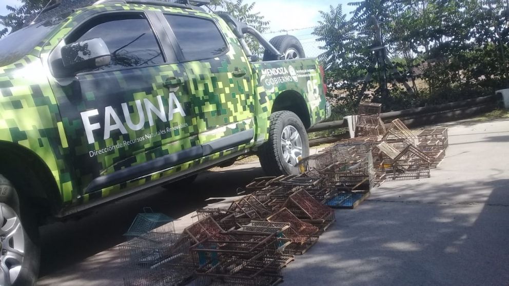 Tenencia y tráfico ilegal de aves silvestres: rescataron más de 30 ejemplares en Las Heras
