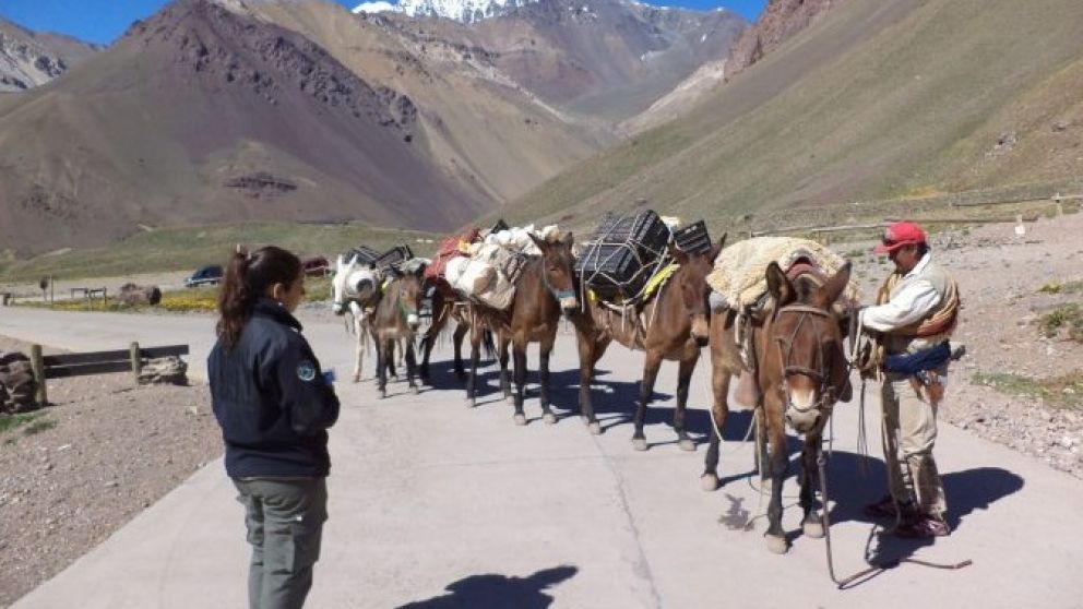 El Gobierno de Mendoza envió fondos para “bienestar animal” a una institución acusada de maltratar mulas