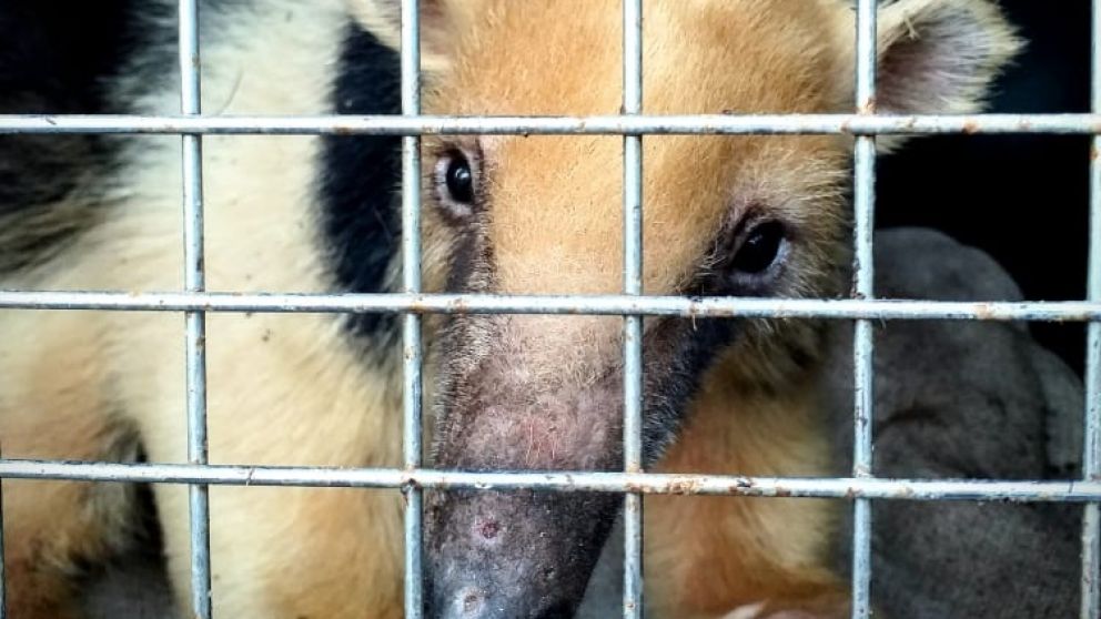 Un oso melero que había sido atendido en el Ecoparque de Mendoza, recaló en un centro de rescate de Santa Fe