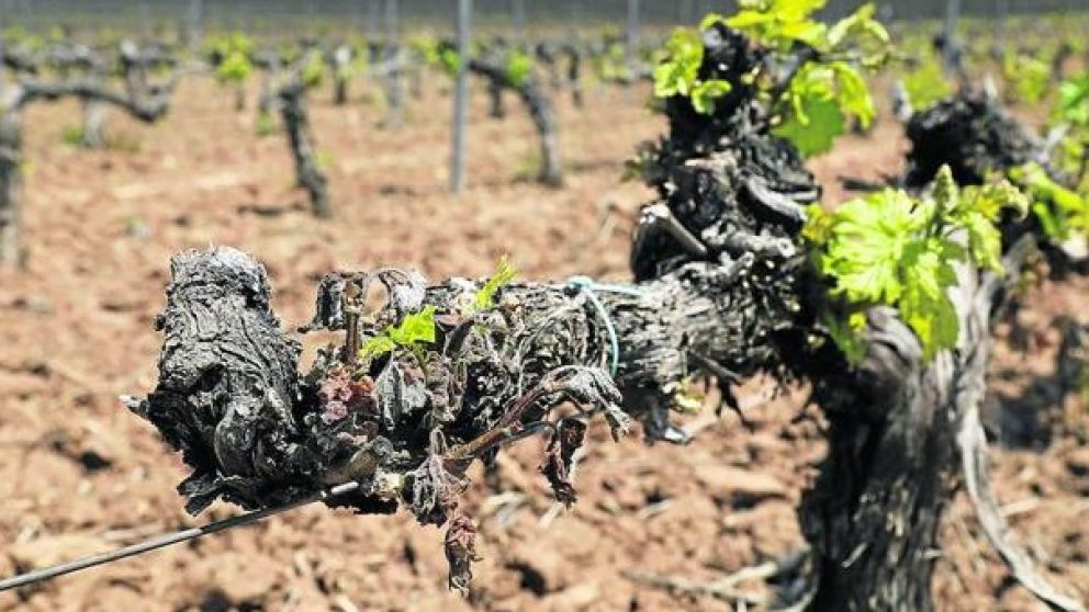 Heladas tard�as: Mendoza anunci� nuevas zonas incluidas en emergencia o desastre agropecuario