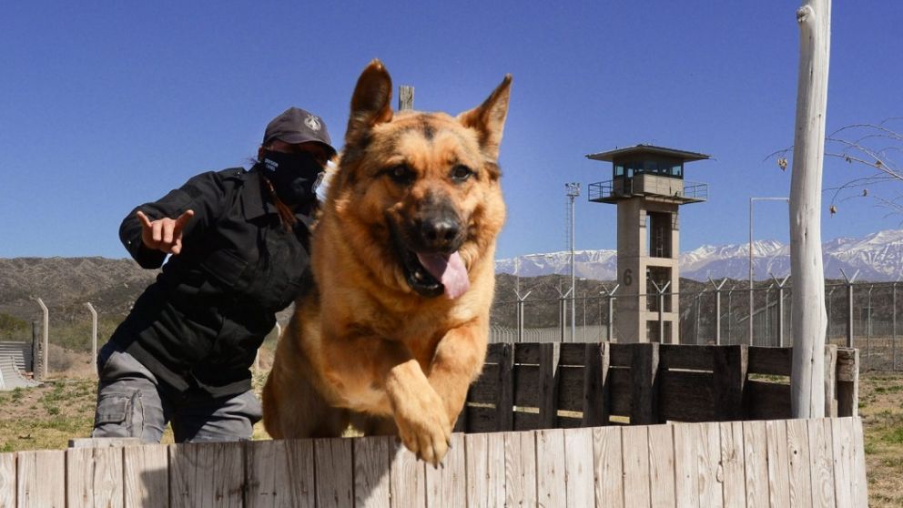 ? Dos perros del Servicio Penitenciario de Mendoza dejan de prestar funciones y se mudan a una casa de familia