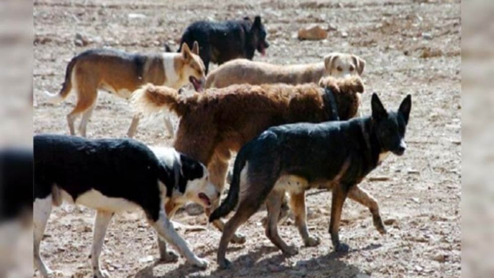 Así es el proyecto de régimen de protección animal propuesto por la oposición
