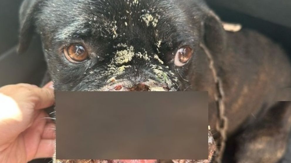 Entraron a robar a su casa en Beltr�n y desfiguraron al perro; piden ayuda para operarlo