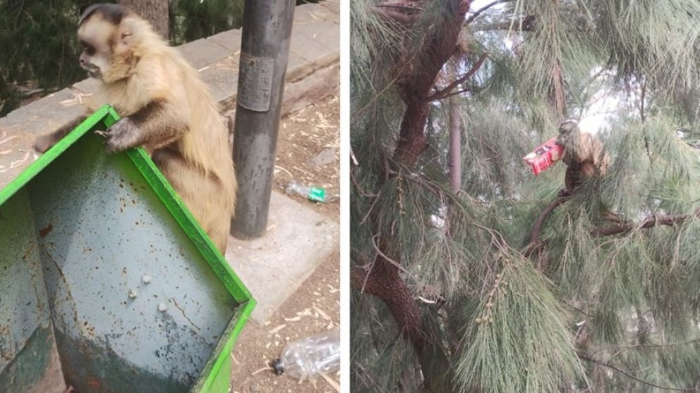 Preocupación por la gran cantidad de monos sueltos comiendo de la basura en el Cerro de La Gloria