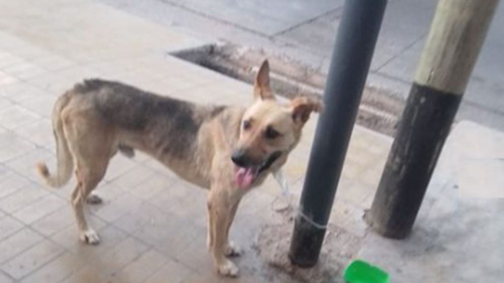 Echaron a un empleado municipal por matar a un perro en el polideportivo de General Alvear