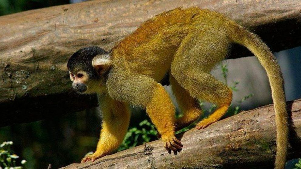 Tras denuncia de vecinos, rescataron a un mono cautivo que estaba atado en una casa de Guaymall�n