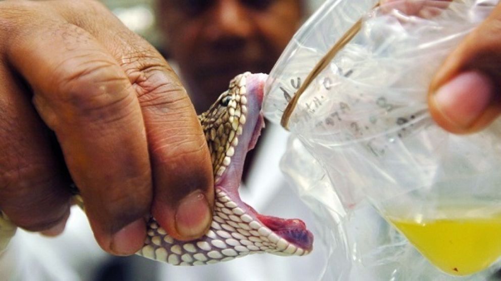 La crotoxina y la cura del c�ncer: a 38 a�os de un esc�ndalo que termin� en enigma
