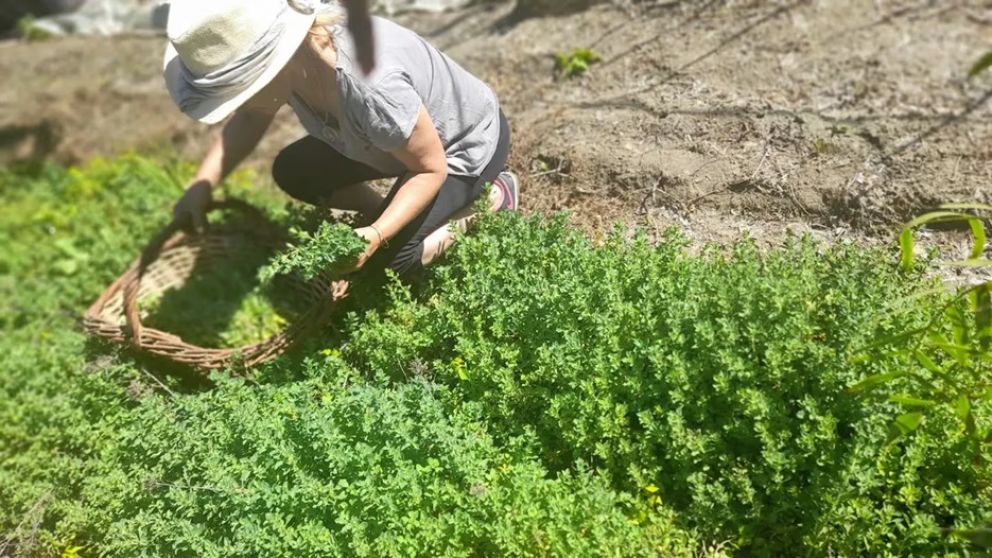 Trajo una planta de lavanda de Buenos Aires a Mendoza y ahora produce cosméticos terapéuticos