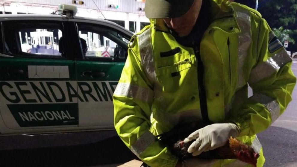 Rescataron 66 gallos de riña en un control vial de Chaco: uno de los imputados es mendocino