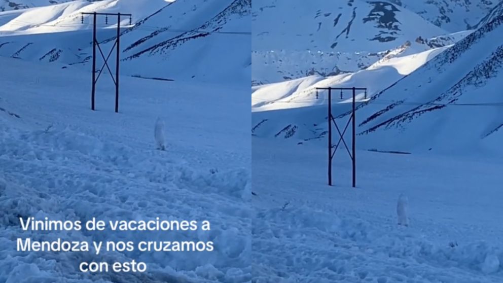 “Estaba atado”: turistas filmaron un extraño ser en plena montaña mendocina
