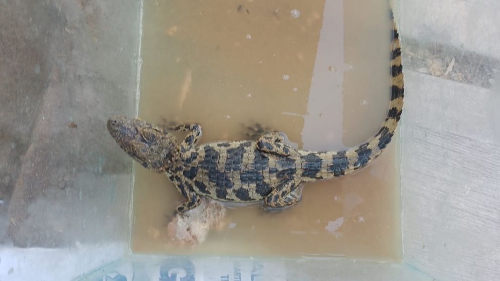 Detuvieron a un hombre en Luján por tener un “mini zoológico” de especies exóticas en su casa