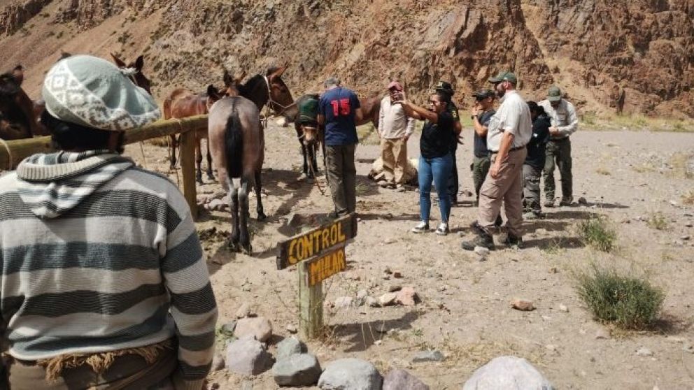 Confiscaron m�s de setenta mulas y detuvieron a dos personas por maltrato animal en el Parque Aconcagua