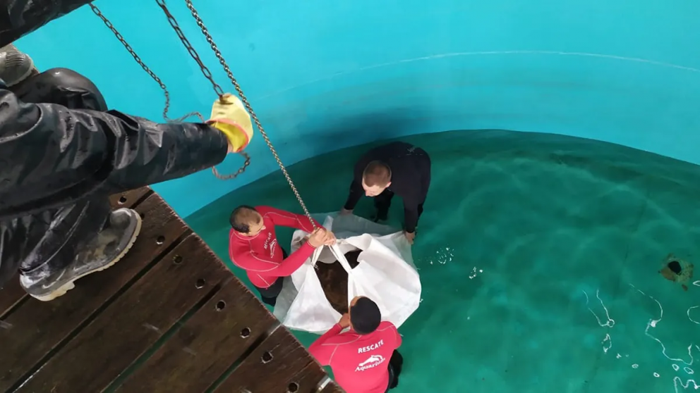 El proceso de traslado del tortugo Jorge al acuario de Mar del Plata culminó en octubre del 2022. Foto- Gentileza.