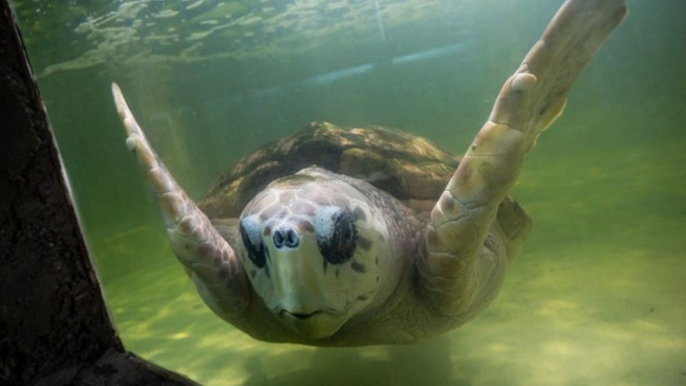 Cierra definitivamente Mar del Plata Aquarium y el Tortugo Jorge deberá ser liberado al mar