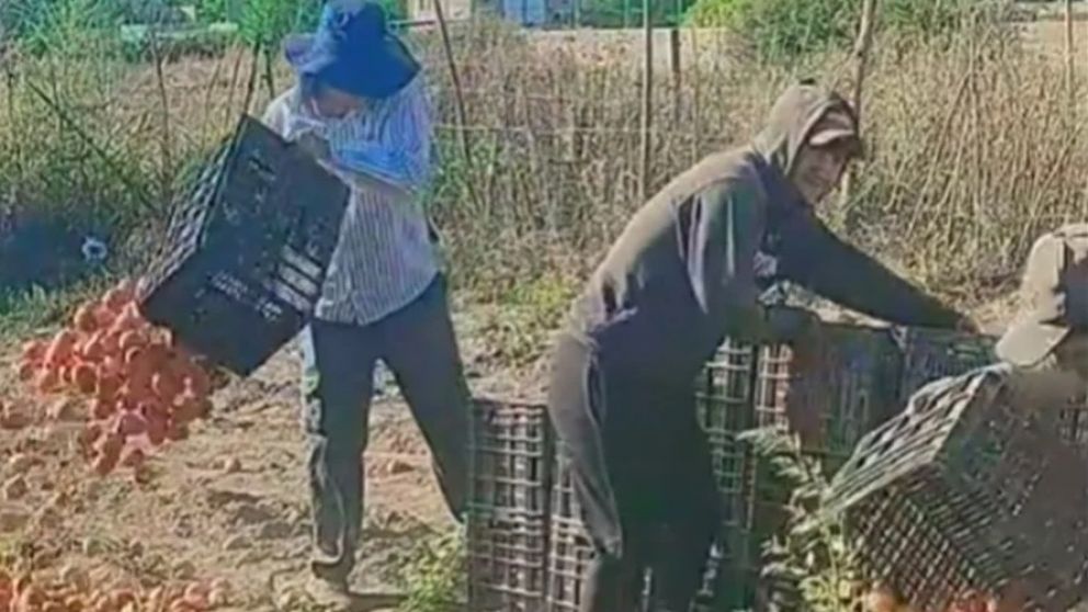 Crisis con la producción de Tomate en San Carlos