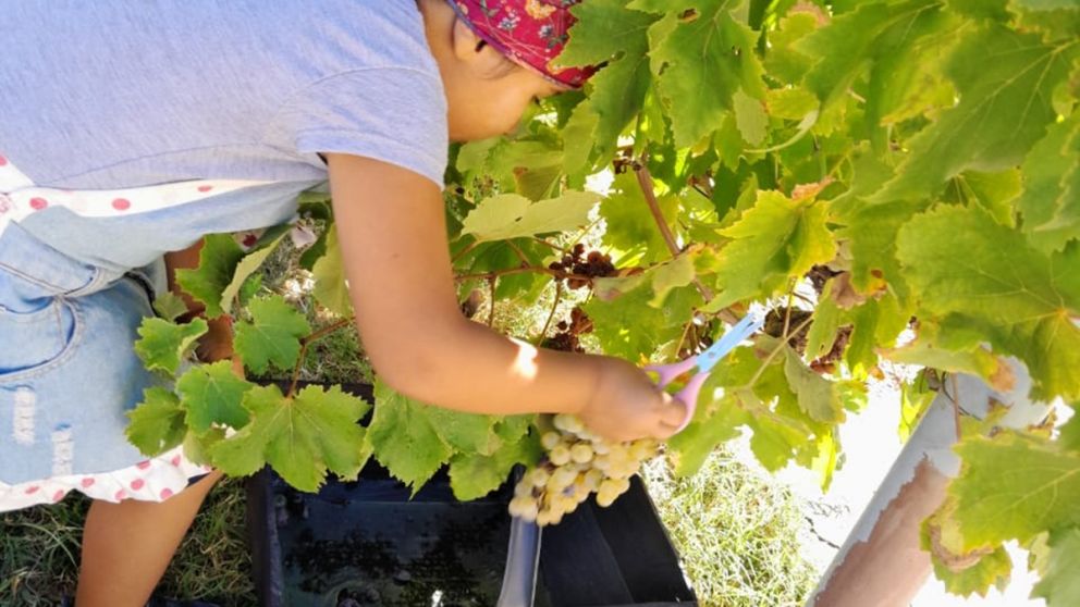 Semáforo en rojo para el vino y el mosto, según el último informe de Coninagro