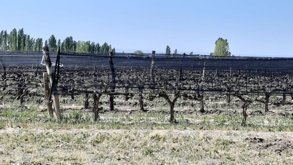 Valle de Uco: se anticipa la primera helada del a�o para este martes
