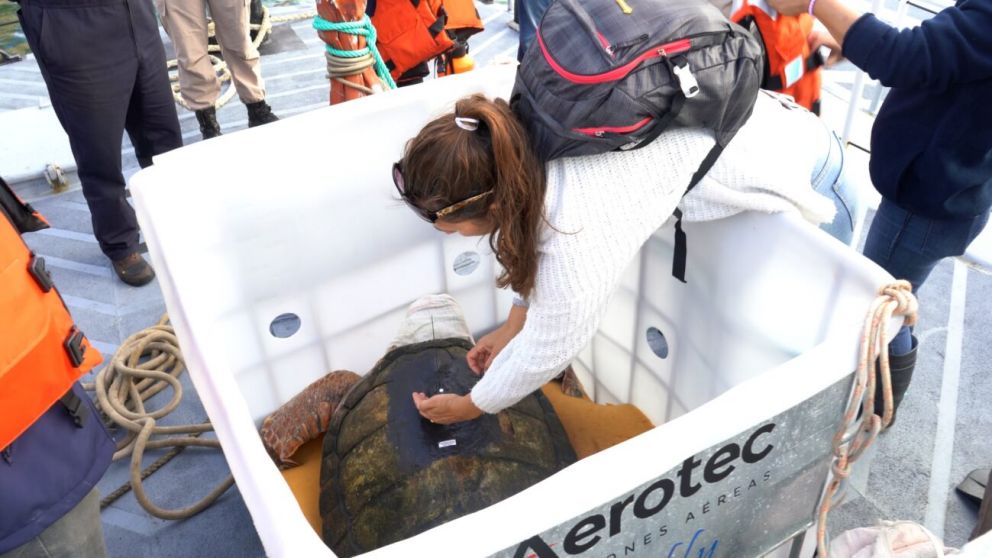 As� fue la liberaci�n del Tortugo Jorge al mar, luego de 40 a�os de cautiverio