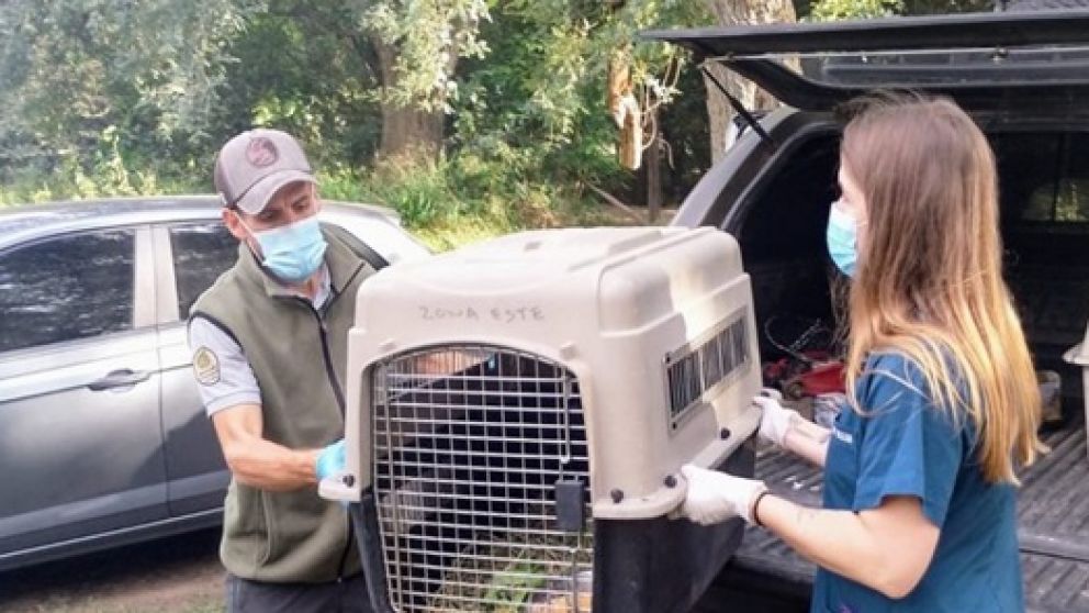 Tras ser rescatados en Mendoza, loros, tortugas y un guacamayo parten a un centro de recuperación de fauna en Santa Fe
