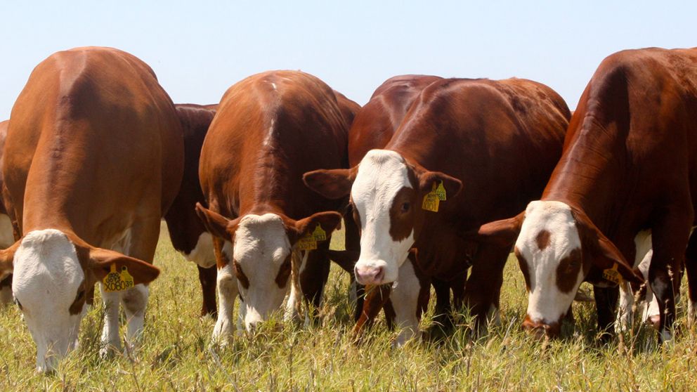Rescatan a una docena de vacas a punto de ahogarse en Santa Rosa