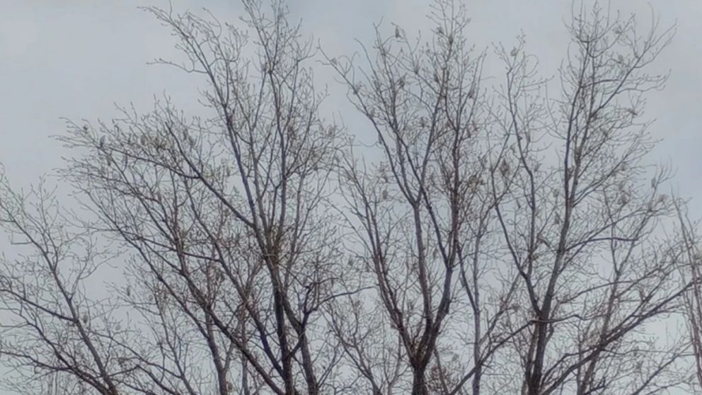 ?? Una misteriosa “invasión” de palomas blancas sorprende a los malargüinos