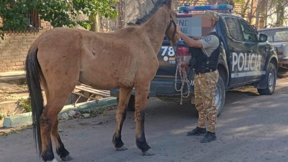 Caballos con microchip y sanciones acumulativas: Mendoza endureci� los controles al sector ganadero