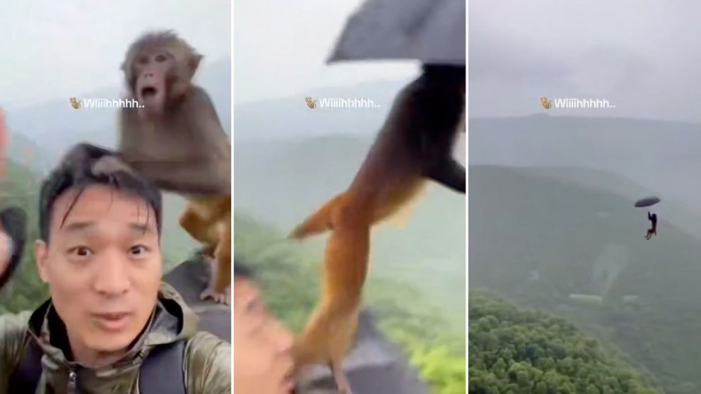 Mono se rob� un paraguas y sali� volando al infinito
