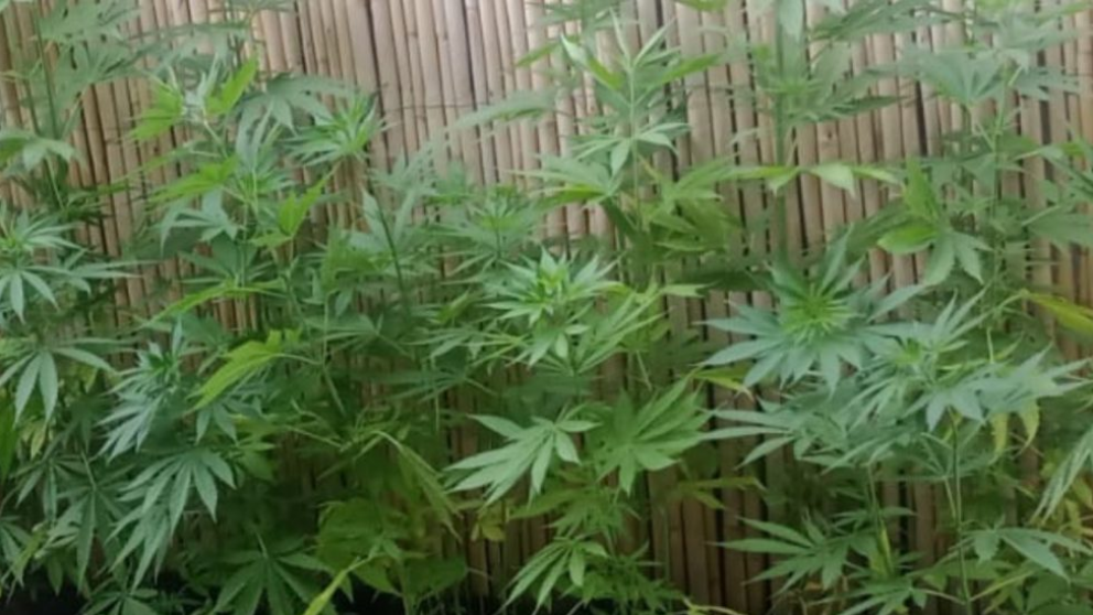 Inseguridad, fuga y droga: detuvieron a un hombre con una plantaci�n de marihuana en Maip�