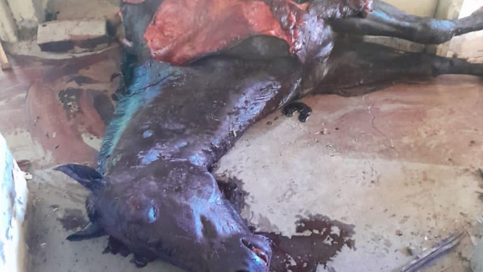 Locura en San Rafael: robó un caballo, lo mató y vendió su carne para comprar drogas