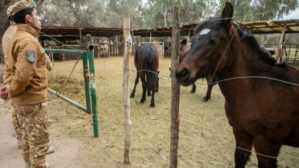 En Rivadavia, la Polic�a Rural decomis� m�s de 250 kilos de carne no apta para el consumo