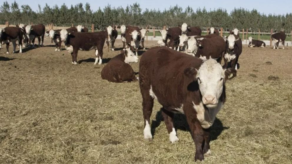 Alarma en el campo mendocino: la Sociedad Rural del Oeste advirti� sobre una crisis hist�rica y reclam� un plan ganadero urgente