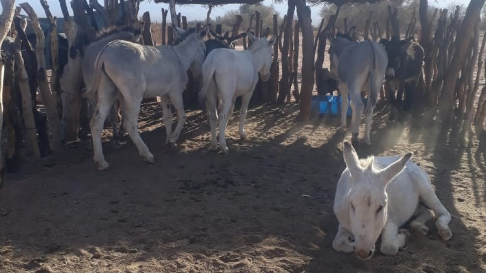 Pol�mica por la venta de carne de burro: �En Mendoza se puede comercializar?