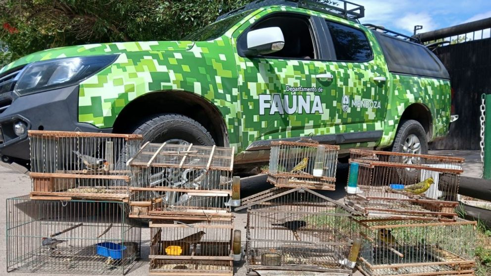 Rescataron aves silvestres en cautiverio de viviendas de Guaymallén y Maipú