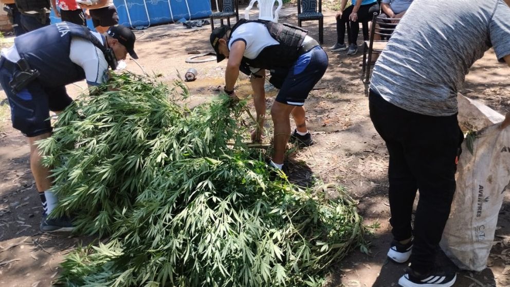 Secuestraron plantas de marihuana en una vivienda usurpada de Godoy Cruz