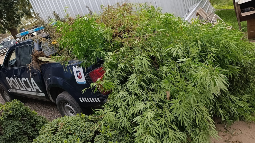 Desbarataron un vivero de marihuana en Maipú