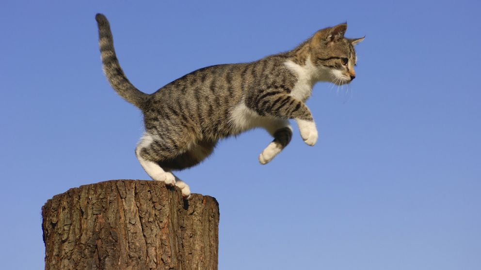 Gato rebelde que cruza ilegalmente la frontera entre Canadá y EE.UU. ya es leyenda local